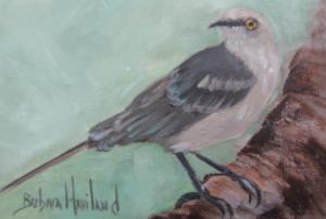 Mockingbird 50birds in 50days  by Barbara Haviland